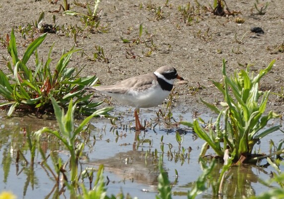 #BontbekPlevier #CharadriusHiaticula #CommonRingedPlover SandRegenPfeifer