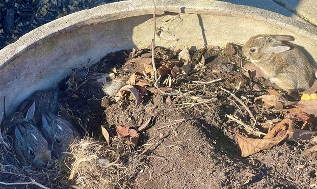A view of four baby rabbits in a planter the momma used as a nursery. Three are huddled on the left. Braver sibling to the right.
