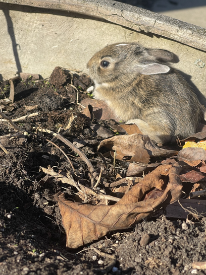 Close up of the brave baby rabbit that just left the nest.