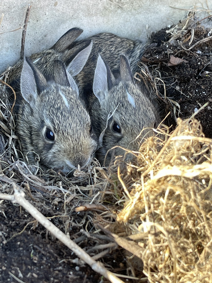 Three small baby rabbits huddled together in the remains of the nest.