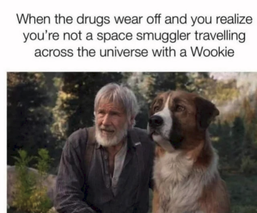 *Old Harrison Ford and a dog*

When the drugs wear off and you realize you're not a space smuggler traveling across the universe with a Wookie