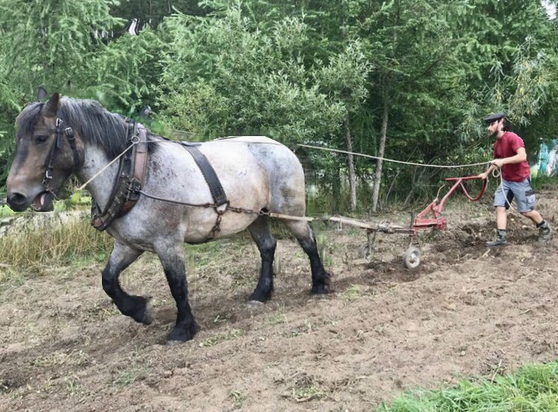 👨‍🌾 👩🏽‍🌾 🌾 #17avril2023 Journée Internationale des #LuttesPaysannes, nous planterons des patates près de  Libramont 🌱🥔  📅 Récolte: le dernier WE de juillet à Semel #TractionAnimale, #SavoirFaire & #AutonomieTechnologique lors de ⤵️ LaPetiteFoire.be🐴🐃 🎉  @via_campesina 