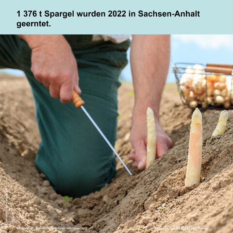 Foto Spargelstecher bei der Arbeit und Text: 1376 Tonnen Spargel wurden 2022 in Sachsen-Anhalt geerntet.