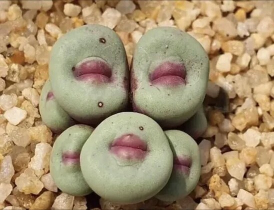 Photo of a weird-ass plant named Conophytum Pageae. It is mint-green roundish protrusions with what appears to be deep mauve lip thingies in the middle of each one.
