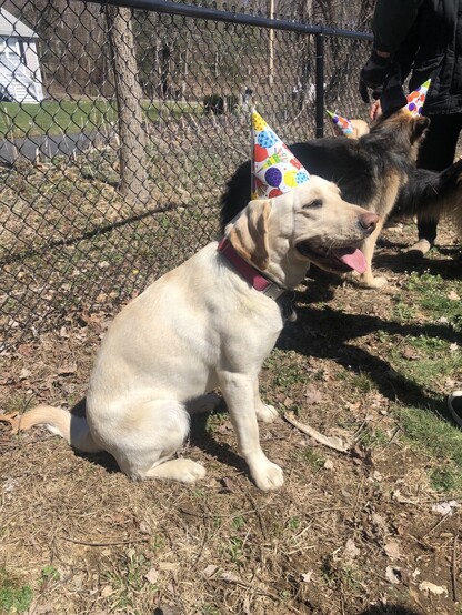 A yellow labrador retriever sits in front of a black chainlink fence wearing a birthday party hat. Other dogs in party hats are in the background. 