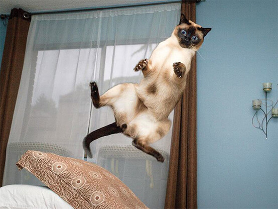 Siamese Cat in midair looking surprised