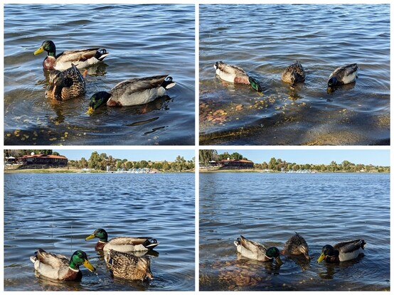 #Patos #FaunaAvícola #EmbalseDeProserpina #MéridaExtremadura #Extremadura