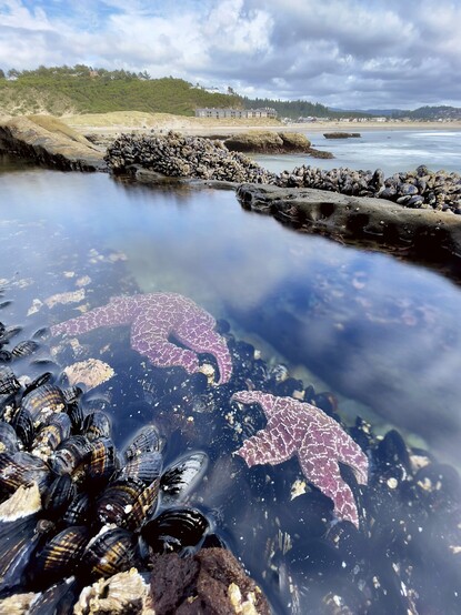 Wide angle photo of tide pool with two starfish at the bottom and beach above.
