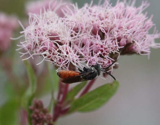#GroteBloedbij #SphecodisAlbilabris #GiantBloodBee #RiesenBlutBiene