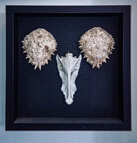 two Spiny spider crab shells and a dogfish skull arranged in a black box frame in the form of a face. 