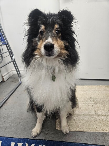 Tri-colour sheltie, wet from the rain, sitting waiting for a treat.