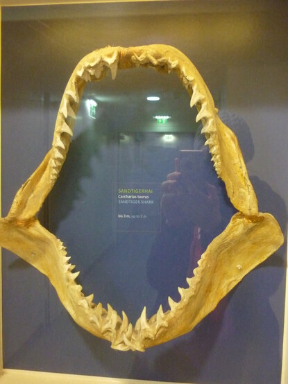 Jaw of a sandtiger shark in a frame on a wall.