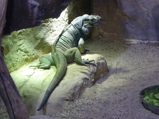 Some kind of green iguana, I think? Warming ass and tail under a light.
