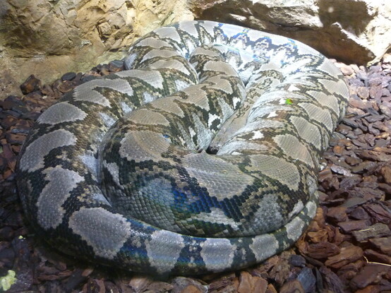 Reticulated python, curled up to rest.