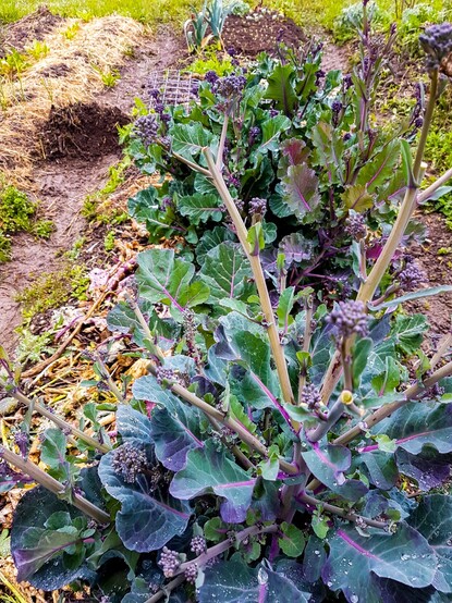 Gartenbeet mit roten Brokkoli, die auf dem Beet überwintert wurden und nun früh geerntet werden können. 