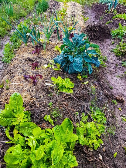 Gartenbeet mit überwintertem und frisch angepflanzten Salaten. Im Hintergrund hat es Lauch und Palmkohl, die während der Wintermonate gross wurden.