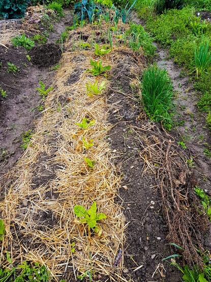 Gartenbeet mit Mulchschicht aus Stroh. Hier wurden Kartoffeln gesetzt. In der Beetmitte habe ich Mangold gepflanzt.  Lein läuft auf und wird langsam sichtbar. 