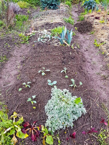 Gartenbeet mit Mangold und Brokkoli Setzlingen, sowie sehr kleinen Kohlrabi Setzlingen in ordentlichen Reihen. Im Vordergrund hat es eine einzelne alte Wermuth Pflanze, die stark geschnitten wurde im Herbst.