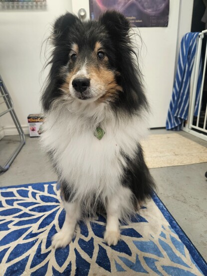 Tri-colour sheltie sitting in front of the camera