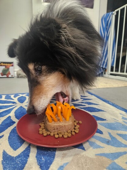 Tri-colour sheltie going in for a mouthful of his "cake".
