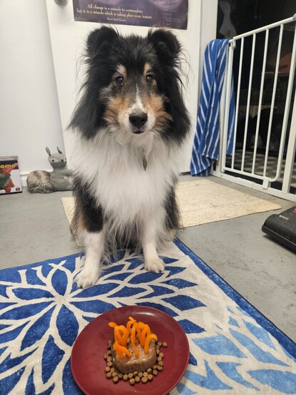 Tri-colour sheltie sitting in front of the camera, his birthday "cake" in front of him.