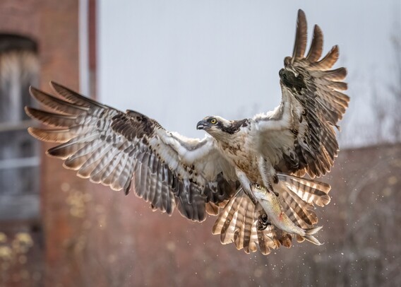 A Osprey takes to the sky holding a fish in its claws, still dripping water, with an brick building in the background. 