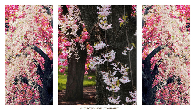 A lovely triptych panel of Weeping Cherry Blossom trees
By Jessica Jenney