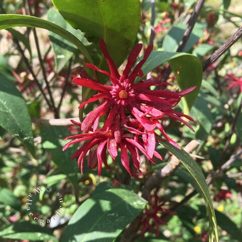 Deep red, frilly flowers on the Halley's Comet Florida anise. There are several blooms pictured, along with the foliage. The stems are a dark purple.