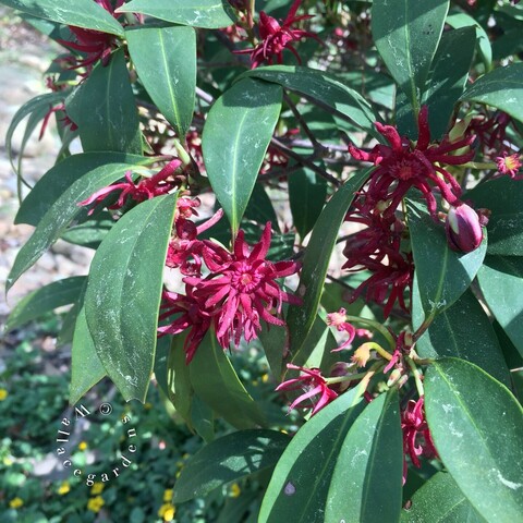 A larger photo of the Halley's Comet Florida anise shrub, showing multiple deep red blooms and handsome green foliage. On the ground beneath the shrub is another native with small yellow flowers called Chrysogonum virginianum 'Green & Gold'. 