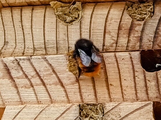 Solitary bee, dark with bright orange hairs on the abdomen, plugging a hole in a bee house with mud