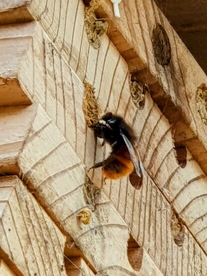 Side view of solitary bee on bee house