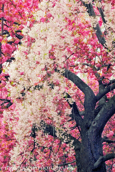 A beautiful Weeping cherry tree in full bloom with pink and white petals
By Jessica Jenney