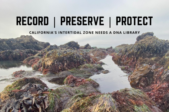 Record, preserve, protect - California's intertidal zone needs a DNA library. Image of kelp and seagrass covered rocks on a California shoreline, with grey skies in the background.