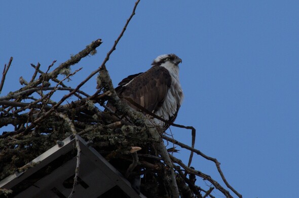 An osprey nesting on top of a platform