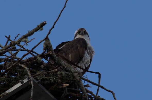 An osprey nesting on top of a platform, this time it is looking at the camera