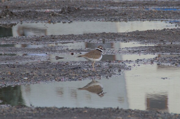 A killdeer reflected in a rain puddle in a gravel parking area outside of an industrial buliding