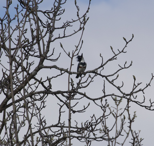 A photo of a belted kingfisher perched on a branch looking up at the sky.
