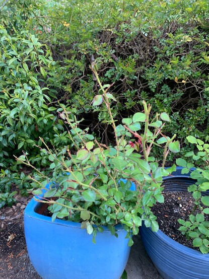 otherwise healthy rose bush with all stems chomped down by deer who got in to the back yard thanks to a broken fence