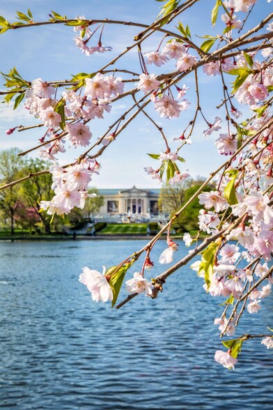 Cherry blossoms with the Cleveland Museum of Art in the background at Wade Lagoon.