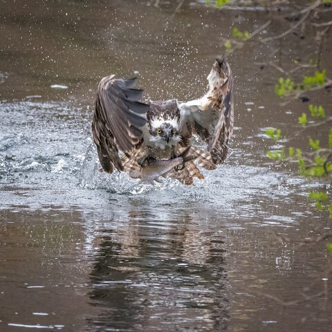 An Osprey, emerging from the water with a fish in its talons, wings stretched forward, flies low over the water towards the camera.