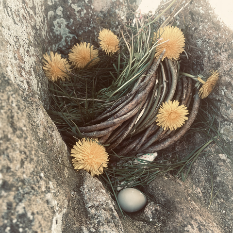 offerings atop The Hawk Stone - a garland woven of twigs and bright yellow dandelions, a birds egg and s painted pebble, perhaps more but someone else's live so not mine to investigate 