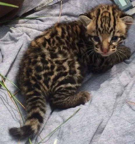 An ocelot kitten in Laguna Atascosa National Wildlife Refuge, in the debris shadow of the Space X launch site. 
