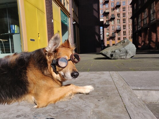 AMSTERDAM - Visual impaired Doggie #sunlight #issues
