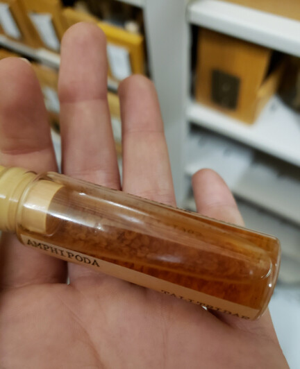 Amphipods in ethanol solution, badly preserved