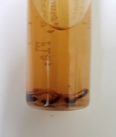More poorly preserved holotypes in ethanol