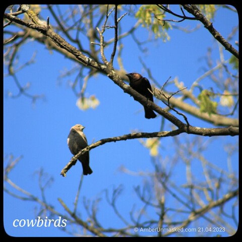 Female and male cowbird pair in a tree