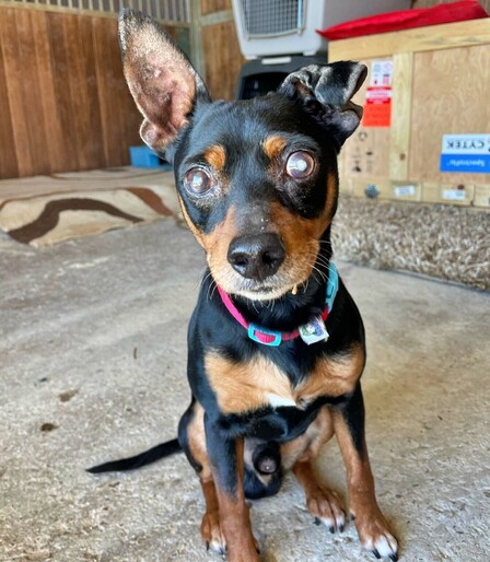 Perro macho mestizo tipo chihuahua negro y marrón con  mancha blanca en el pecho. Pezuñas blancas con uñas negras. Su oreja derecha es grande y puntiaguda, la izquierda está deformada, ambas con signos de la edad. El resto del pelaje se ve brillante. Ojos marrones, el izquierdo tiene la pupila blanca. Está sentado y se ve un rabito negro largo en el suelo. Parece en su peso. Está en interior, se ven transportínes, manta y un cojín en alto.