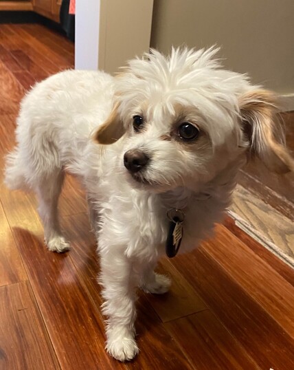 This one is Max, who appears to be a Maltese - Chihuahua mix.
