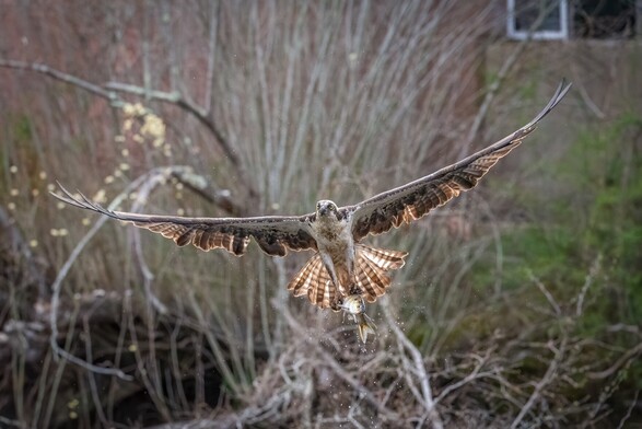 An Osprey, with its wings fully spread, carrying its catch. Its wings and tail feathers are lit from behind. 