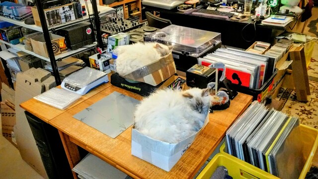 two Holy Birman cats Emil & Milo in their boxes on the packing table, surrounded by vinyl records & record player. 